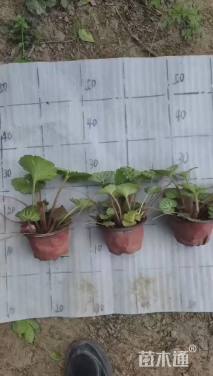 高度8厘米虎耳草