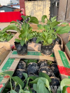 高度25厘米金光菊