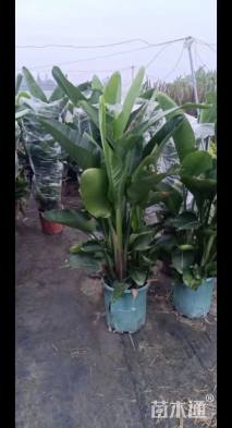 高度150厘米天堂鸟