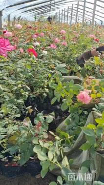 高度15厘米月季