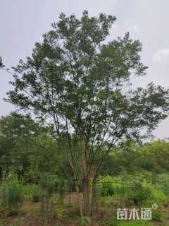 高度600厘米丛生国槐