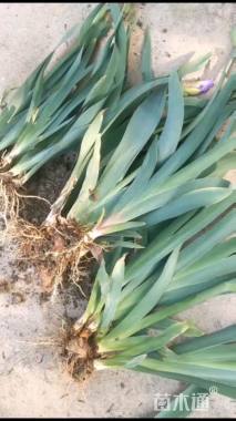 高度30厘米德国鸢尾