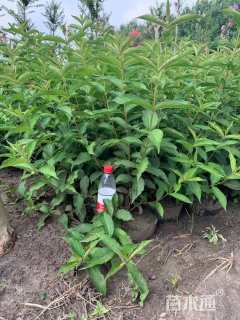 高度80厘米红王子锦带