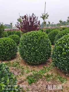 冠幅150厘米卫矛球