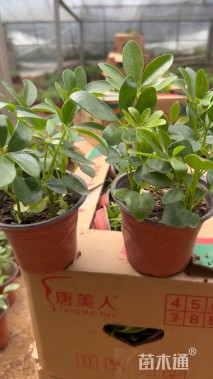 高度15厘米鸭脚木