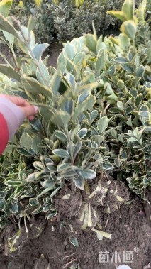 高度40厘米金边黄杨