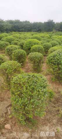 冠幅100厘米小叶女贞球