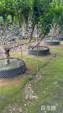 130公分紫薇花瓶