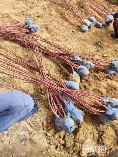 高度100厘米红瑞木