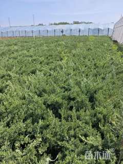 高度20厘米铺地柏