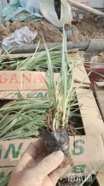 高度15厘米紫露草