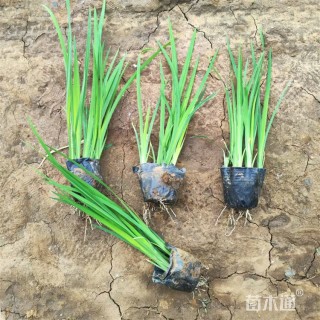 高度20厘米黄菖蒲