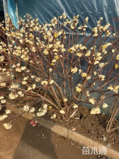 高度120厘米结香