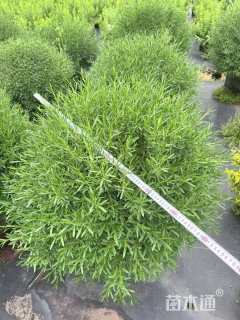 高度60厘米金丝桃