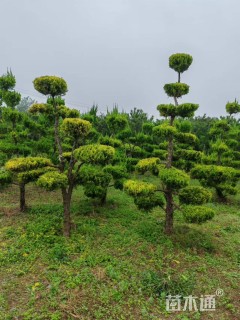 高度200厘米龙柏