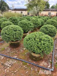 冠幅80厘米龟甲冬青球