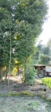 30公分金丝楠木