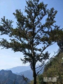 高度500厘米黄杨