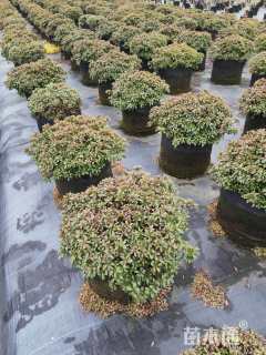 高度30厘米矮婆鹃