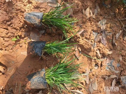 高度30厘米沿阶草