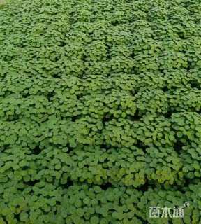 高度20厘米铜钱草