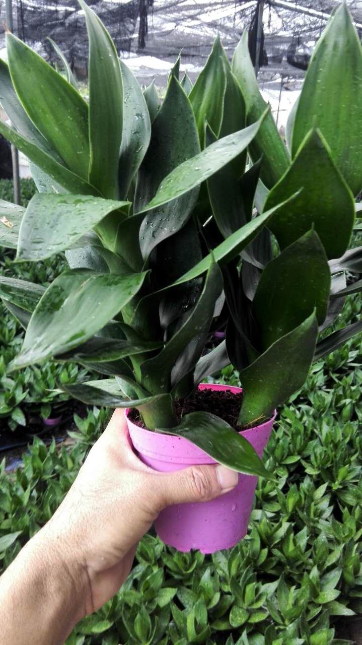 高度30厘米莲花竹