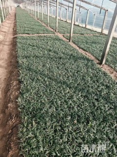 高度6厘米玉龙草