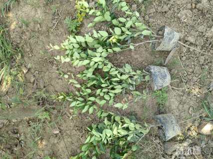 高度45厘米金森女贞