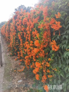 100厘米炮仗花