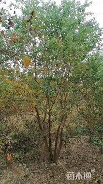 70公分(4杆)丛生乌桕