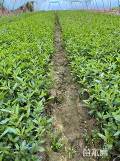 高度20厘米鼠尾草