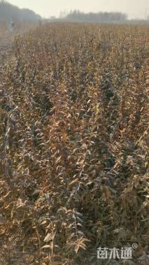 高度120厘米东北连翘