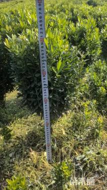 高度40厘米雀舌黄杨