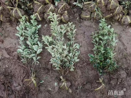 高度55厘米金边黄杨