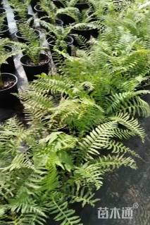 高度25厘米荚果蕨