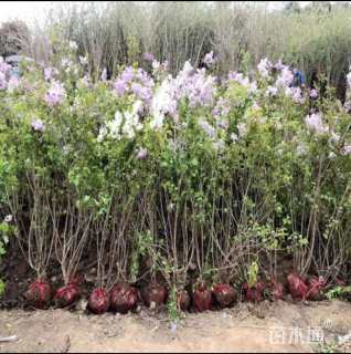 高度150厘米丛生丁香