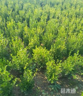 高度40厘米金焰绣线菊