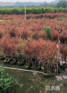 高度60厘米七彩马尾铁