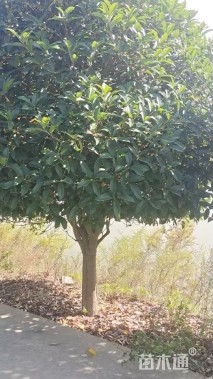 15公分桂花