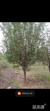 10公分八棱海棠