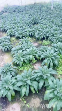 高度40厘米毛地黄