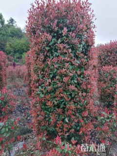 高度300厘米红叶石楠柱
