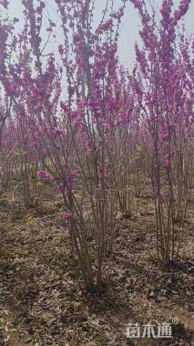 高度170厘米丛生紫荆