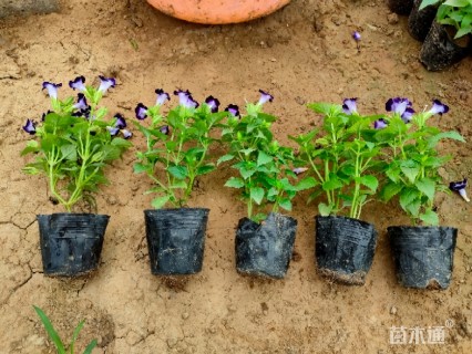 高度15厘米夏堇