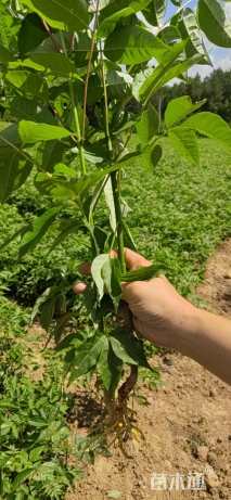 原生苗大果圆柏