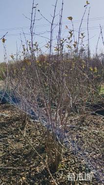 高度150厘米木本绣球