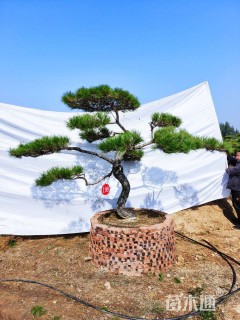 18公分造型赤松