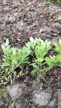 高度35厘米毛鹃小苗