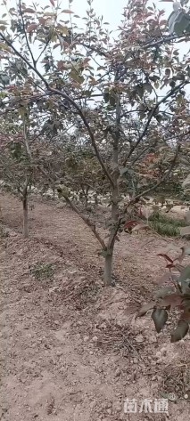 8公分梨树