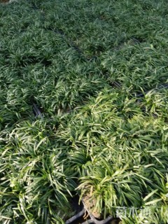 高度10厘米玉龙草